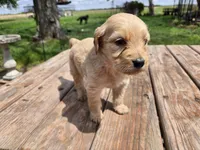 Lt Male 2 , a male Goldendoodle for sale in Leon, KS – Photo 5 of 6