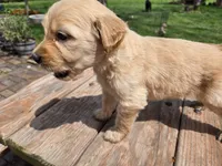 Lt Male 2 , a male Goldendoodle for sale in Leon, KS – Photo 6 of 6