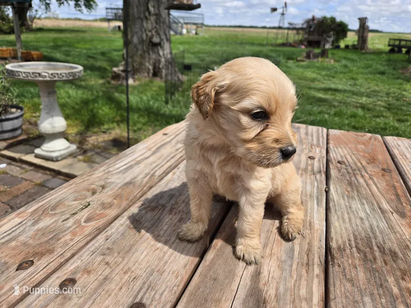 Lt Male 2  – Goldendoodle puppy for sale in Leon, KS
