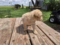 Lt Male 2 , a male Goldendoodle for sale in Leon, KS – Photo 3 of 6