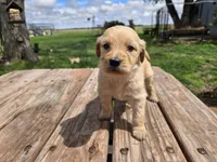 Lt Male 2 , a male Goldendoodle for sale in Leon, KS – Photo 4 of 6