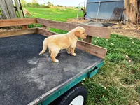 Diamond Girl 1, a female Golden Retriever for sale in Leon, KS – 5 of 8