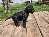 Bl Female 1 , a female Goldendoodle for sale in Leon, KS – Photo 4 of 6