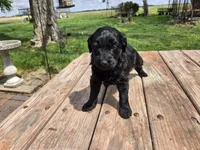 Bl Female 1 , a female Goldendoodle for sale in Leon, KS – Photo 6 of 6