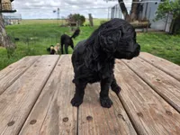 Bl Female 1 , a female Goldendoodle for sale in Leon, KS – Photo 2 of 6