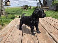 Bl Female 1 , a female Goldendoodle for sale in Leon, KS – Photo 3 of 6