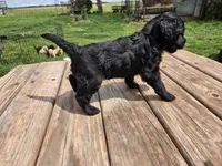 Bl Female 1 , a female Goldendoodle for sale in Leon, KS – Photo 5 of 6