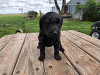 Bl Female 1 , a female Goldendoodle for sale in Leon, KS – Photo 1 of 6