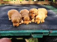 Boy 1, a male Golden Retriever for sale in Leon, KS – Photo 1 of 6