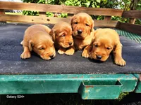 Boy 1, a male Golden Retriever for sale in Leon, KS – Photo 2 of 6