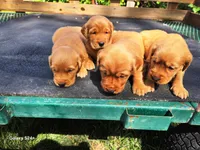 Boy 1, a male Golden Retriever for sale in Leon, KS – Photo 4 of 6