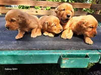 Boy 1, a male Golden Retriever for sale in Leon, KS – Photo 3 of 6