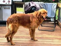 Fin Male, a male Golden Retriever for sale in Leon, KS – 7 of 8