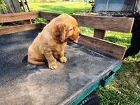 Fin Male, a male Golden Retriever for sale in Leon, KS – 4 of 8
