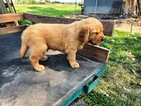 Fin Male, a male Golden Retriever for sale in Leon, KS – 2 of 8