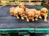 Girl 2, a female Golden Retriever for sale in Leon, KS – Photo 3 of 5