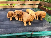Girl 2, a female Golden Retriever for sale in Leon, KS – Photo 1 of 5