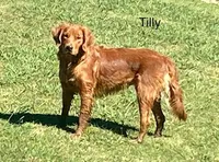 Girl 2, a female Golden Retriever for sale in Leon, KS – Photo 4 of 5