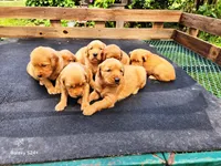 Girl 2, a female Golden Retriever for sale in Leon, KS – Photo 2 of 5