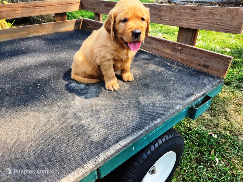 Fin Male – Golden Retriever puppy for sale in Leon, KS