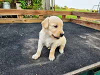 Diamond Girl 2, a female Golden Retriever for sale in Leon, KS – 2 of 8