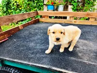 Diamond Male, a male Golden Retriever for sale in Leon, KS – 5 of 8