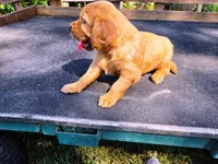 Fin Girl 1, a female Golden Retriever for sale in Leon, KS – 4 of 8