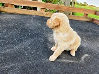 Diamond Girl 3, a female Golden Retriever for sale in Leon, KS – 4 of 8