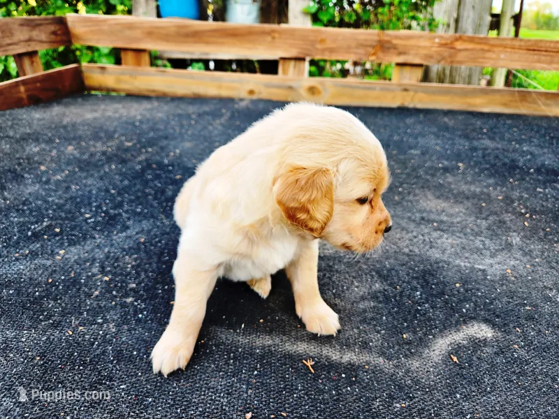 Diamond Male – Golden Retriever puppy for sale in Leon, KS