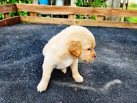 Diamond Male, a male Golden Retriever for sale in Leon, KS – 1 of 8