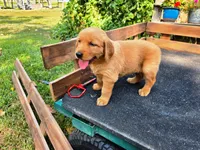 Fin Girl 2, a female Golden Retriever for sale in Leon, KS – 3 of 8