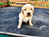 Diamond Male, a male Golden Retriever for sale in Leon, KS – 2 of 8