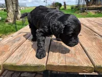 Bl Female 2, a female Goldendoodle for sale in Leon, KS – Photo 4 of 6