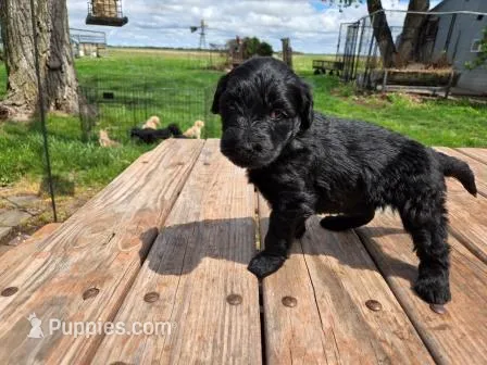 Bl Female 2, a female Goldendoodle for sale in Leon, KS – Photo 1 of 6