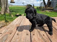 Bl Female 2, a female Goldendoodle for sale in Leon, KS – Photo 1 of 6