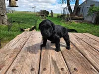 Bl Female 2, a female Goldendoodle for sale in Leon, KS – Photo 3 of 6