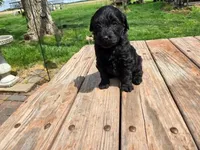 Bl Female 2, a female Goldendoodle for sale in Leon, KS – Photo 6 of 6