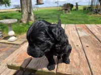 Bl Female 2, a female Goldendoodle for sale in Leon, KS – Photo 5 of 6