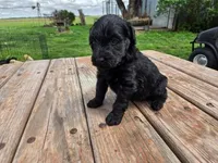 Bl Female 2, a female Goldendoodle for sale in Leon, KS – Photo 2 of 6