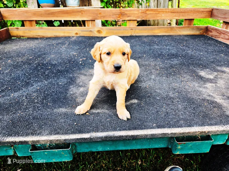Diamond Girl 1 – Golden Retriever puppy for sale in Leon, KS