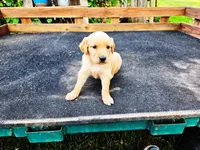 Diamond Girl 1, a female Golden Retriever for sale in Leon, KS – 1 of 8