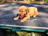 Fin Girl 1, a female Golden Retriever for sale in Leon, KS – 3 of 8