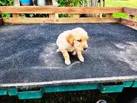 Diamond Girl 1, a female Golden Retriever for sale in Leon, KS – 6 of 8