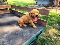 Fin Girl 1, a female Golden Retriever for sale in Leon, KS – 2 of 8
