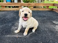 Diamond Girl 2, a female Golden Retriever for sale in Leon, KS – 5 of 8