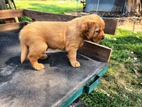 Fin Male, a male Golden Retriever for sale in Leon, KS – 3 of 8
