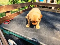Fin Male, a male Golden Retriever for sale in Leon, KS – 5 of 8