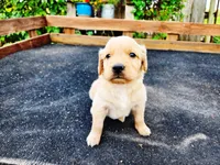 Diamond Male, a male Golden Retriever for sale in Leon, KS – 3 of 8