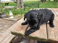 Bl Male 2, a male Goldendoodle for sale in Leon, KS – Photo 2 of 6