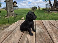 Bl Male 2, a male Goldendoodle for sale in Leon, KS – Photo 4 of 6